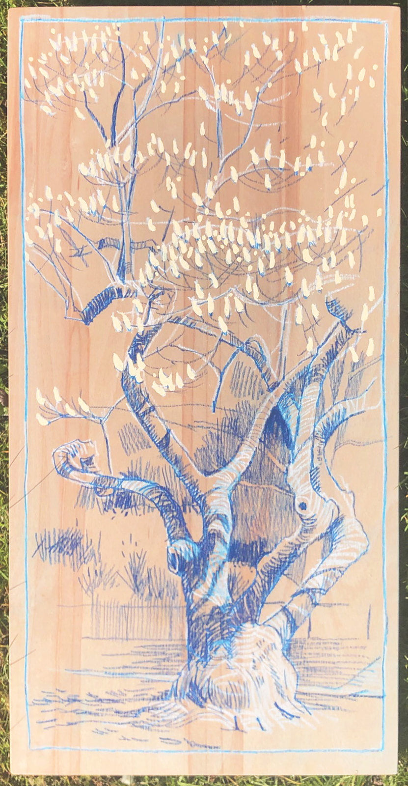 Magnolia in the Park